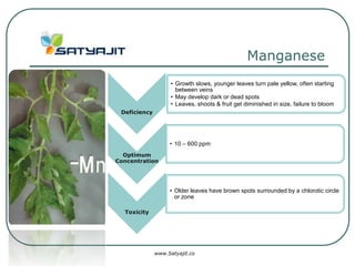 Manganese
                    • Growth slows, younger leaves turn pale yellow, often starting
                      between veins
                    • May develop dark or dead spots
                    • Leaves, shoots & fruit get diminished in size, failure to bloom
 Deficiency




                   • 10 – 600 ppm
  Optimum
Concentration




                   • Older leaves have brown spots surrounded by a chlorotic circle
                     or zone

  Toxicity




              www.Satyajit.co
 