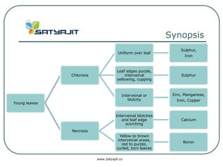 Synopsis
                                                                  Sulphur,
                                       Uniform over leaf
                                                                    Iron



                                      Leaf edges purple,
               Chlorosis                  interveinal             Sulphur
                                      yellowing, cupping



                                         Interveinal or       Zinc, Manganese,
                                            blotchy             Iron, Copper
Young leaves


                                      Interveinal blotches
                                         and leaf edge            Calcium
                                           scorching
               Necrosis
                                        Yellow to brown
                                       interveinal areas,
                                                                   Boron
                                         red to purple,
                                      curled, torn leaves

                           www.Satyajit.co
 