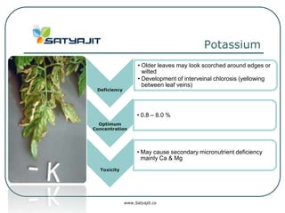 Potassium
                    • Older leaves may look scorched around edges or
                      wilted
                    • Development of interveinal chlorosis (yellowing
                      between leaf veins)
 Deficiency




                    • 0.8 – 8.0 %
  Optimum
Concentration




                    • May cause secondary micronutrient deficiency
                      mainly Ca & Mg
  Toxicity




              www.Satyajit.co
 
