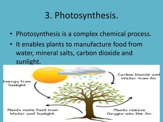 3. Photosynthesis.
• Photosynthesis is a complex chemical process.
• It enables plants to manufacture food from
  water, mineral salts, carbon dioxide and
  sunlight.
 