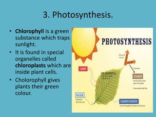 3. Photosynthesis.
• Chlorophyll is a green
  substance which traps
  sunlight.
• It is found in special
  organelles called
  chloroplasts which are
  inside plant cells.
• Cholorophyll gives
  plants their green
  colour.
 