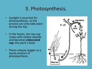 3. Photosynthesis.
• Sunlight is essential for
  photosynthesis, so the
  process can only take place
  during the day.

• In the leaves, the raw sap
  mixes with carbon dioxide
  and becomes elaborated
  sap: the plant´s food.

• Plants release oxygen as a
  waste product of
  photosynthesis.
 