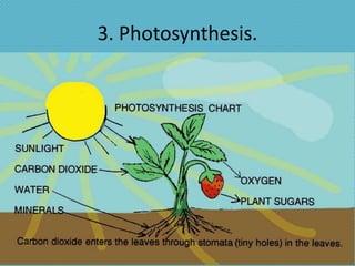 3. Photosynthesis.
 