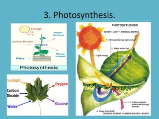 3. Photosynthesis.
 