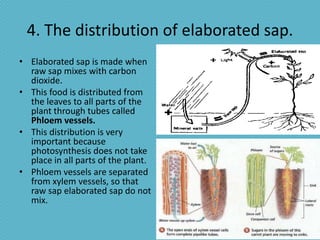 4. The distribution of elaborated sap.
• Elaborated sap is made when
  raw sap mixes with carbon
  dioxide.
• This food is distributed from
  the leaves to all parts of the
  plant through tubes called
  Phloem vessels.
• This distribution is very
  important because
  photosynthesis does not take
  place in all parts of the plant.
• Phloem vessels are separated
  from xylem vessels, so that
  raw sap elaborated sap do not
  mix.
 