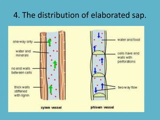 4. The distribution of elaborated sap.
 