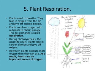 5. Plant Respiration.
• Plants need to breathe. They
  take in oxygen from the air
  and give off carbon dioxide.
• Plants combine oxygen with
  nutrients to obtain energy.
  This gas exchange is called
  Respiration.
• During photosynthesis, the
  opposite ocurs. Plants take in
  carbon dioxide and give off
  oxigen.
• However, plants produce more
  oxygen than they can use. As a
  result, forests are an
  important source of oxygen.
 