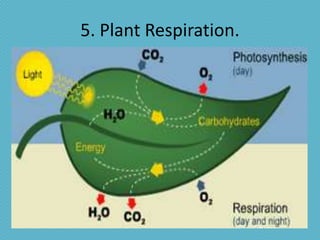 5. Plant Respiration.
 