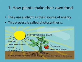1. How plants make their own food.
• They use sunlight as their source of energy.
• This process is called photosynthesis.
 
