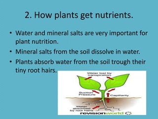 2. How plants get nutrients.
• Water and mineral salts are very important for
  plant nutrition.
• Mineral salts from the soil dissolve in water.
• Plants absorb water from the soil trough their
  tiny root hairs.
 