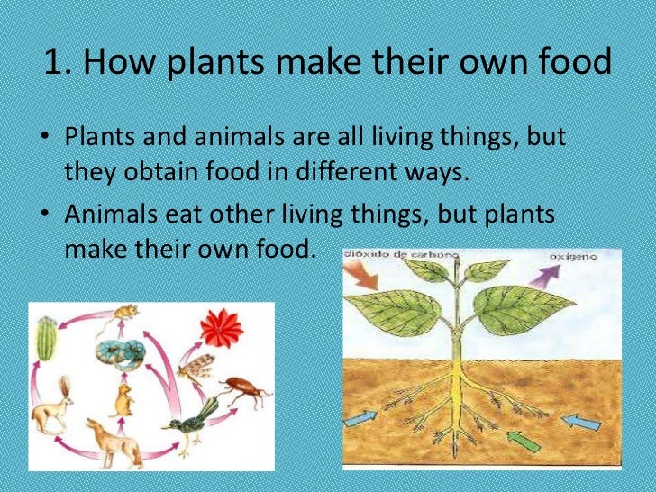 Why do plants produce their own food?