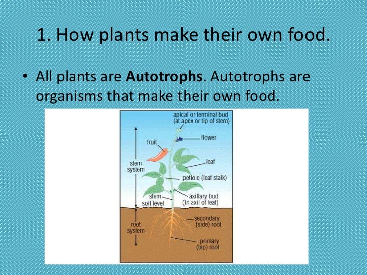 Plant nutrition