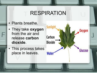 RESPIRATION
● Plants breathe.
● They take oxygen
from the air and
release carbon
dioxide.
● This process takes
place in leaves.
 