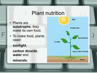 Plant nutrition
● Plants are
autotrophs: they
make its own food.
● To make food, plants
need:
sunlight,
carbon dioxide,
water and
minerals.
 