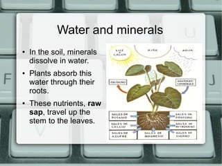 Water and minerals
● In the soil, minerals
dissolve in water.
● Plants absorb this
water through their
roots.
● These nutrients, raw
sap, travel up the
stem to the leaves.
 