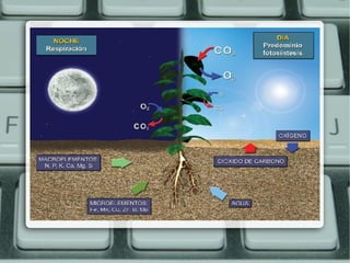 plant and soil nutrition