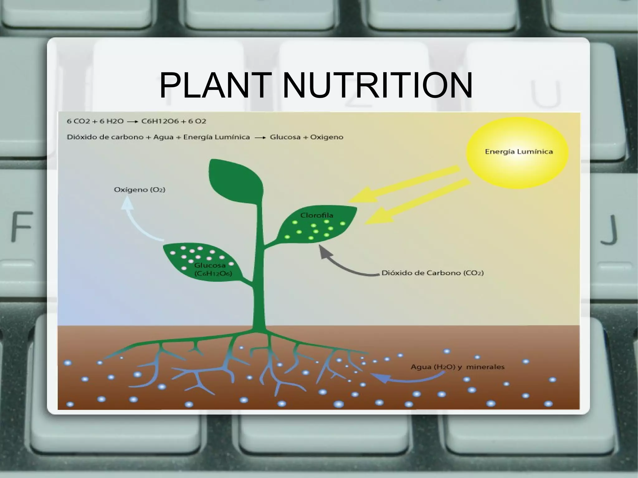 PLANT NUTRITION