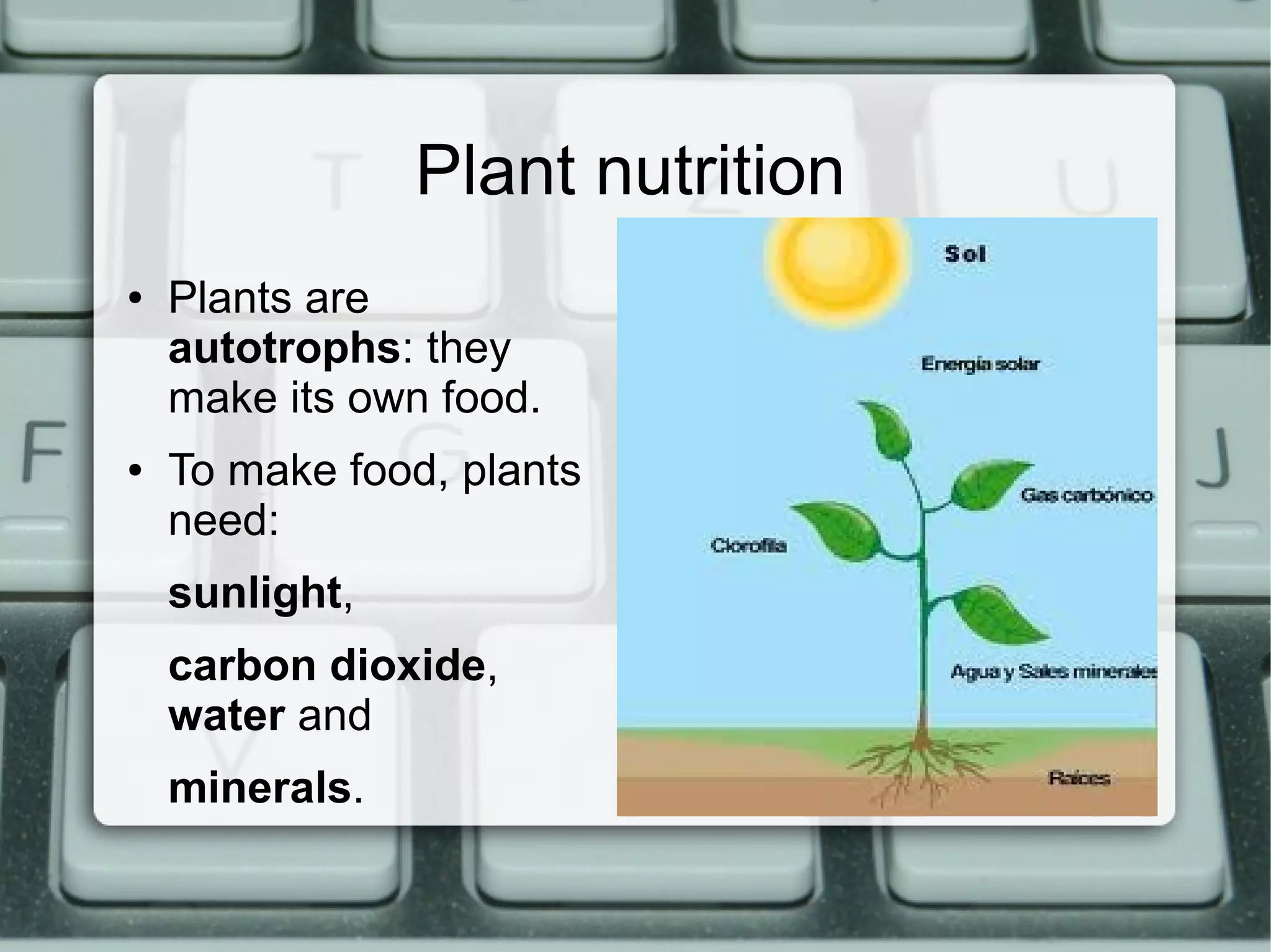 Plant nutrition
●
●
Plants are
autotrophs: they
make its own food.
To make food, plants
need:
sunlight,
carbon dioxide,
water and
minerals.
