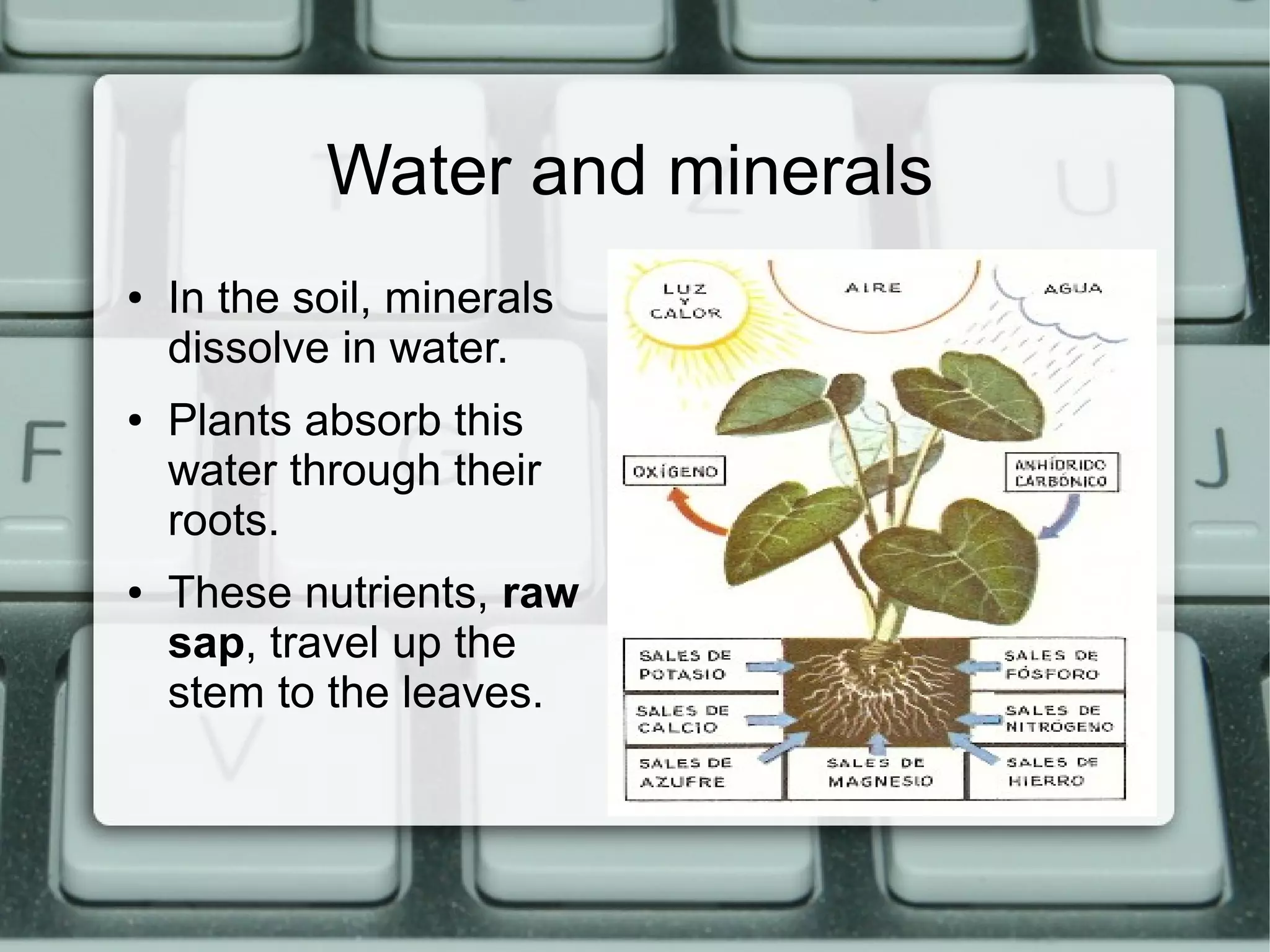 Water and minerals
●
●
●
In the soil, minerals
dissolve in water.
Plants absorb this
water through their
roots.
These nutrients, raw
sap, travel up the
stem to the leaves.