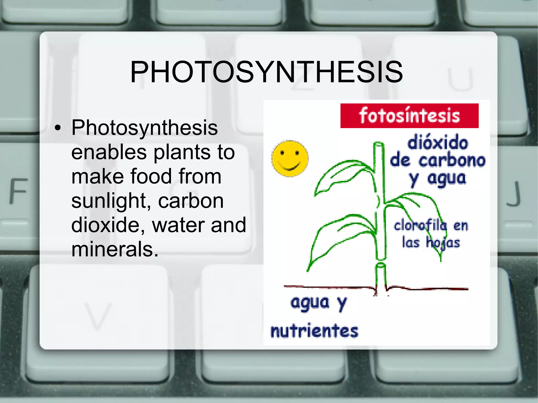 PHOTOSYNTHESIS
●
Photosynthesis
enables plants to
make food from
sunlight, carbon
dioxide, water and
minerals.