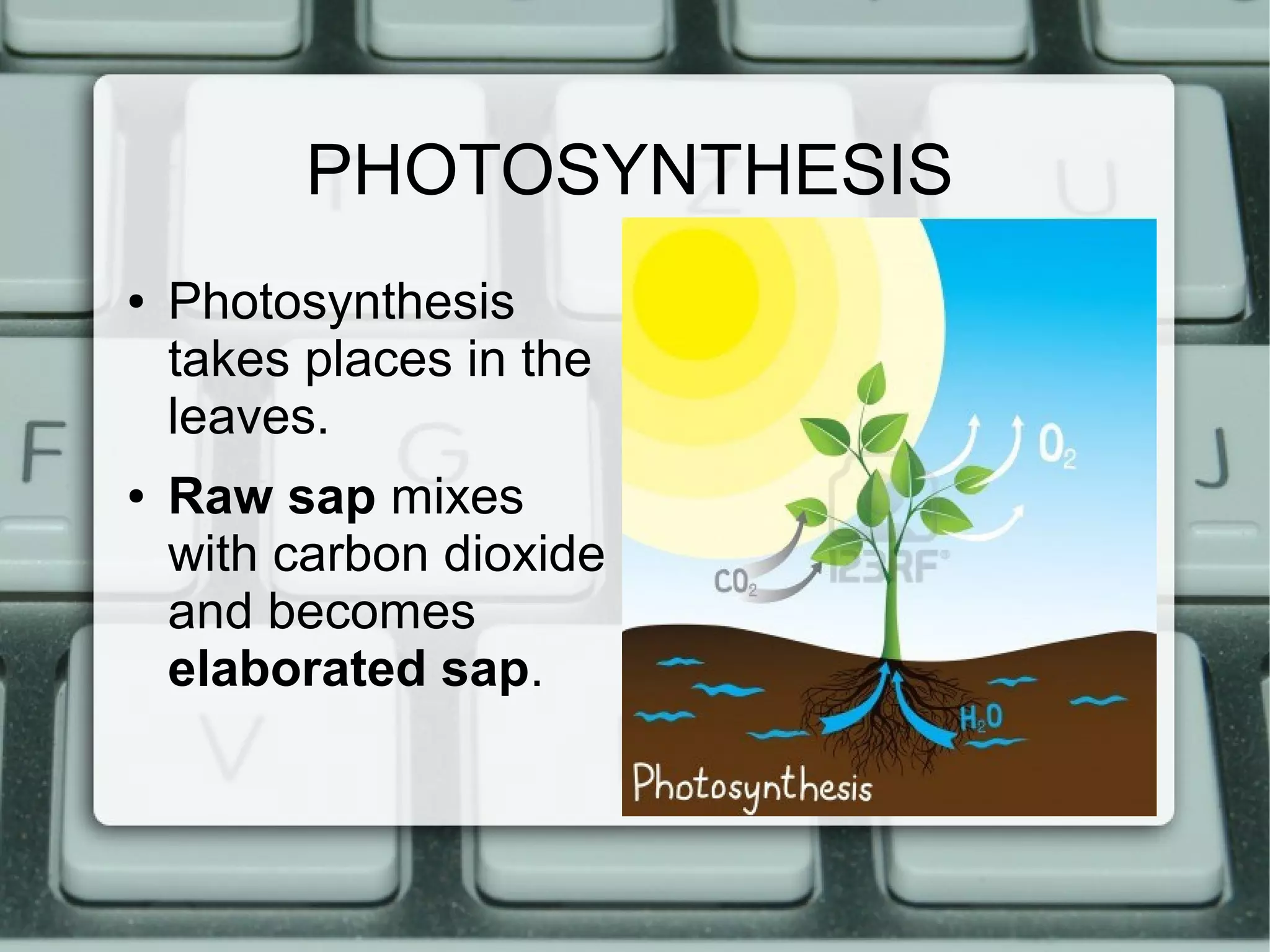PHOTOSYNTHESIS
●
●
Photosynthesis
takes places in the
leaves.
Raw sap mixes
with carbon dioxide
and becomes
elaborated sap.
