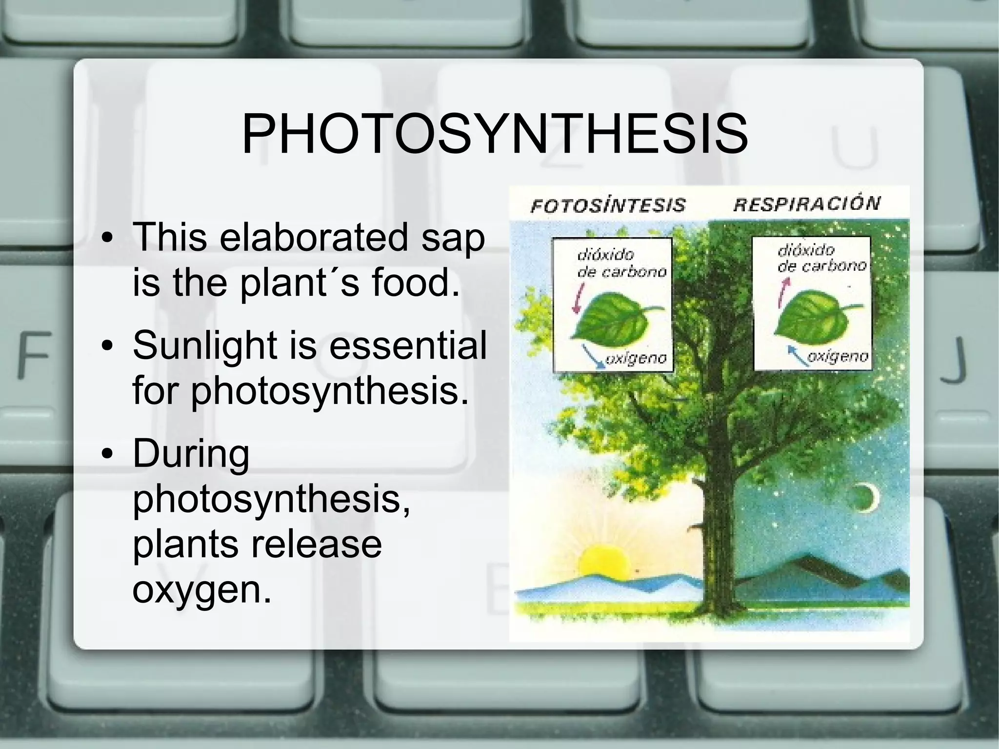 PHOTOSYNTHESIS
●
●
●
This elaborated sap
is the plant´s food.
Sunlight is essential
for photosynthesis.
During
photosynthesis,
plants release
oxygen.