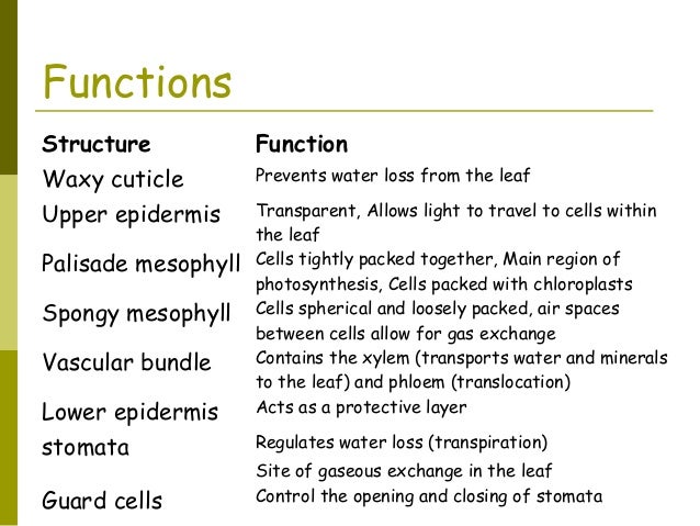 label a plant cell worksheet label a plant cell worksheet