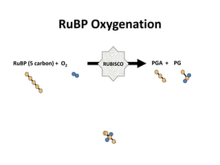 Plant nutrition | PPTX