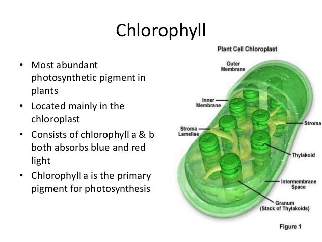 Plant Nutrition