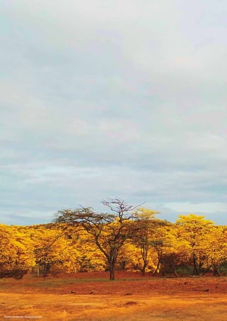 146
Plan Nacional de Desarrollo 2017-2021-Toda una Vida
Florecimiento Guayacanes
 