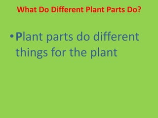 What Do Different Plant Parts Do?
•Plant parts do different
things for the plant