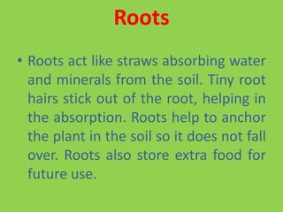 Roots
• Roots act like straws absorbing water
and minerals from the soil. Tiny root
hairs stick out of the root, helping in
the absorption. Roots help to anchor
the plant in the soil so it does not fall
over. Roots also store extra food for
future use.