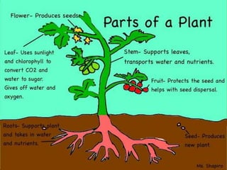 Plant of