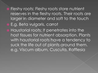 Fleshy Roots Example Plant organ | PPTX