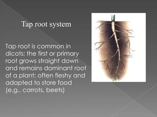 Plant organ | PPTX