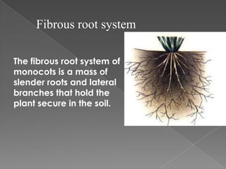 Plant organ | PPTX