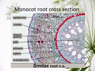 Plant organ cross sections | PPT