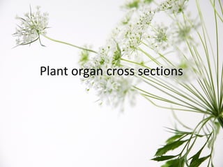 Plant organ cross sections
 