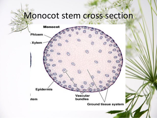 The structure of the root of the plant. Features of the structure of the root The structure of the root of the plant. Features of the structure of the root