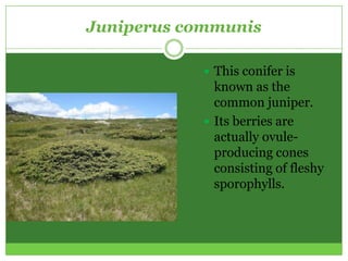 Juniperus communis

             This conifer is
              known as the
              common juniper.
             Its berries are
              actually ovule-
              producing cones
              consisting of fleshy
              sporophylls.
 