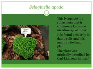 Selaginella apoda

             This lycophyte is a
              spike moss that is
              commonly known as
              meadow-spike moss.
             It is found primarily in
              damp soils and it is
              mainly a lowland
              plant.
             The plant was
              originally described by
              Carl Linnaeus himself.
 