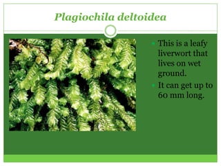 Plagiochila deltoidea

                   This is a leafy
                    liverwort that
                    lives on wet
                    ground.
                   It can get up to
                    60 mm long.
 