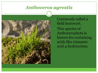 Anthoceros agrestis

            Commonly called a
             field hornwort.
            This species of
             Anthocerophyta is
             known fro containing
             acids like cinnamic
             acid 4-hydroxylase.
 