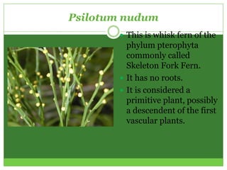 Psilotum nudum
        This is whisk fern of the
         phylum pterophyta
         commonly called
         Skeleton Fork Fern.
        It has no roots.
        It is considered a
         primitive plant, possibly
         a descendent of the first
         vascular plants.
 