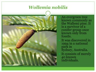Wollemia nobilis

             An evergreen tree
              known commonly as
              the Wallemi pine. It
              is a survivor of a
              conifer group once
              known only from
              fossils.
             It was discovered in
              1994 in a national
              park in
              Sydney, Australia.
             It consists of merely
              40 known
              individuals.
 