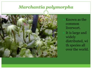 Marchantia polymorpha

                  Known as the
                   common
                   liverwort.
                  It is large and
                   widely
                   distributed, wi
                   th species all
                   over the world.
 