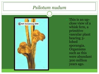 Psilotum nudum

              This is an up-
                 close view of a
                 whisk fern, a
                 primitive
                 vascular plant
                 bearing 3-
                 lobed
                 sporangia.
                 Organisms
                 such as this
                 were abundant
                 300 million
                 years ago.
 