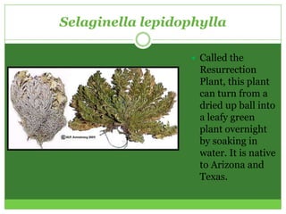 Selaginella lepidophylla

                   Called the
                    Resurrection
                    Plant, this plant
                    can turn from a
                    dried up ball into
                    a leafy green
                    plant overnight
                    by soaking in
                    water. It is native
                    to Arizona and
                    Texas.
 