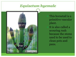 Equisetum hyemale

             This horsetail is a
              primitive vascular
              plant.
             It is also called a
              scouring rush
              because the stems
              used to be used to
              clean pots and
              pans.
 