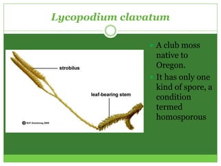 Lycopodium clavatum

                A club moss
                 native to
                 Oregon.
                It has only one
                 kind of spore, a
                 condition
                 termed
                 homosporous
 